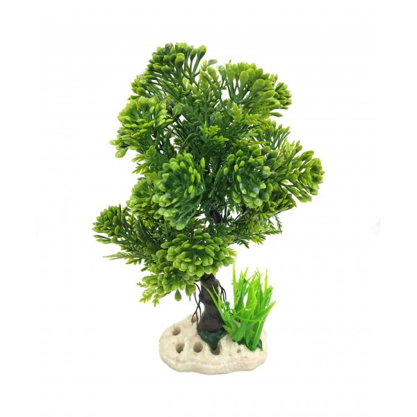 ΔΙΑΚΟΣΜΗΤΙΚΟ ΦΥΤΟ ΕΝΥΔΡΕΙΟΥ